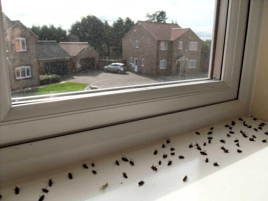A window sill with many small black bugs on it
