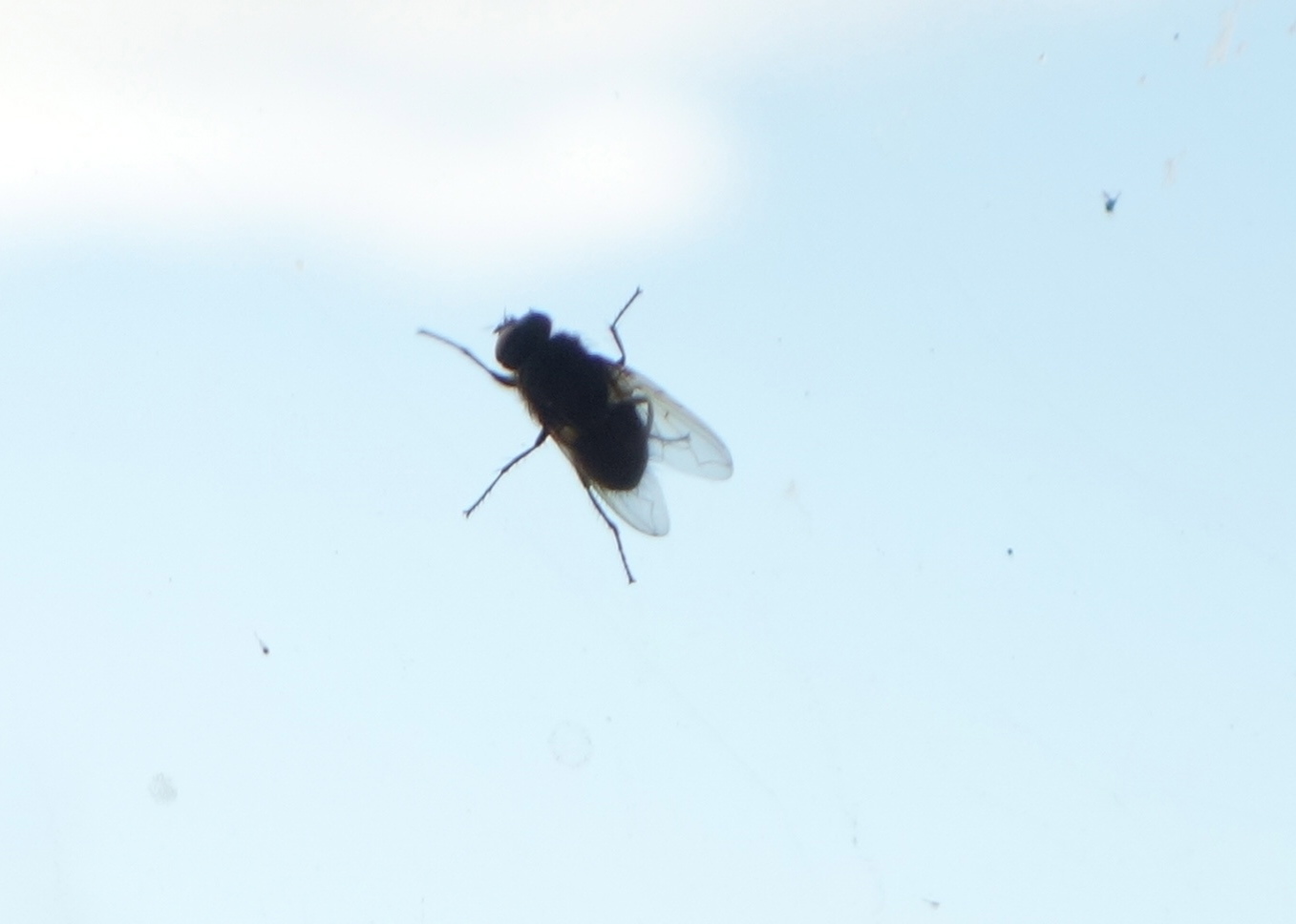 FLy-at-window-orig